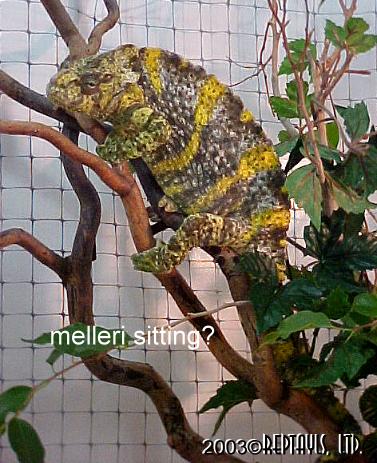 male melleri