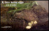 Female laying eggs