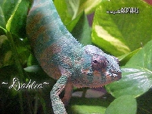 Female ambanja