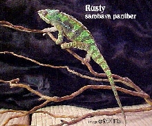 Rusty