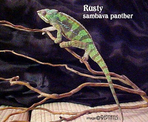Rusty