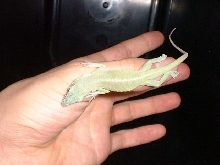 My green anole