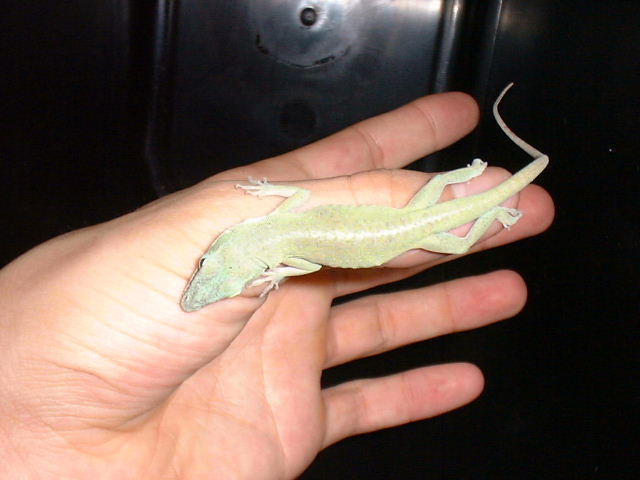 My green anole