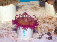 Saltwater - Austin Aquariums
