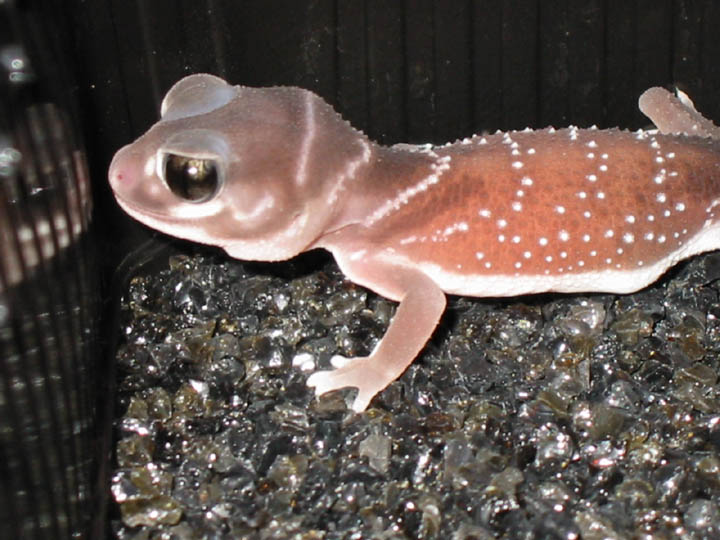 Nephrurus levis occidentalis