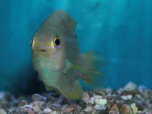 Saltwater - Austin Aquariums