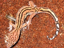 coleonyx elegans striped juv.