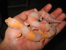 Tangerine Fattail Pair