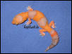 Amelanistic Tangerine Fattail