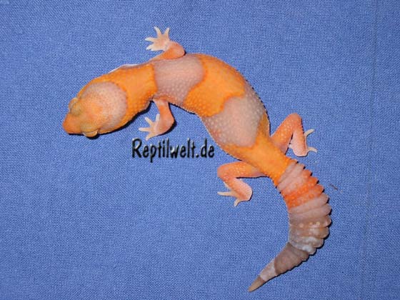 Amelanistic Tangerine Fattail