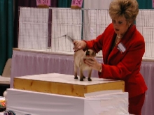 CFA Nationals 2002 - Houston, Texas
