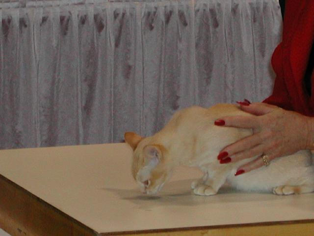 CFA Nationals 2002 - Houston, Texas