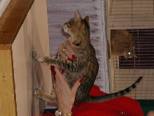 CFA Nationals 2002 - Houston, Texas