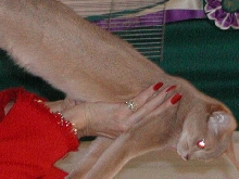 CFA Nationals 2002 - Houston, Texas