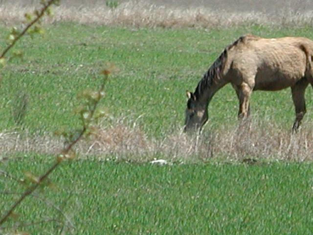 Georgetown, Texas - April 2003