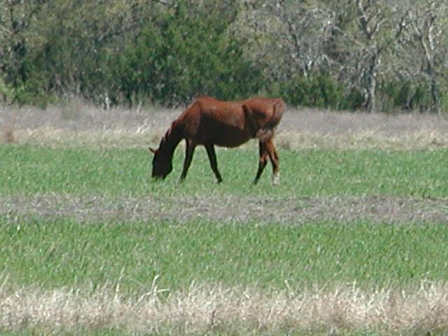 Georgetown, Texas - April 2003