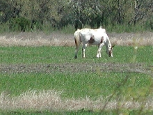 Georgetown, Texas - April 2003