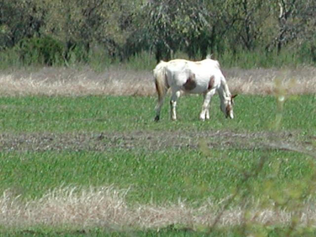 Georgetown, Texas - April 2003