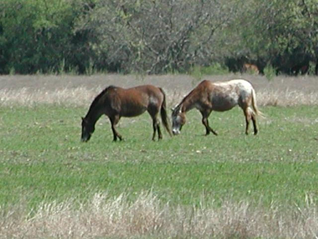 Georgetown, Texas - April 2003