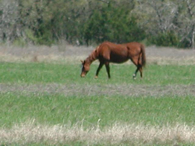 Georgetown, Texas - April 2003