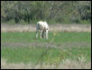 Georgetown, Texas - April 2003