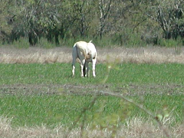 Georgetown, Texas - April 2003