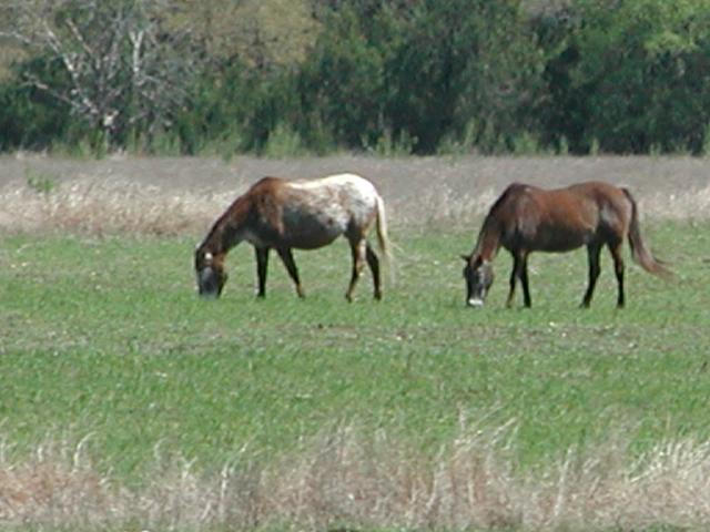 Georgetown, Texas - April 2003