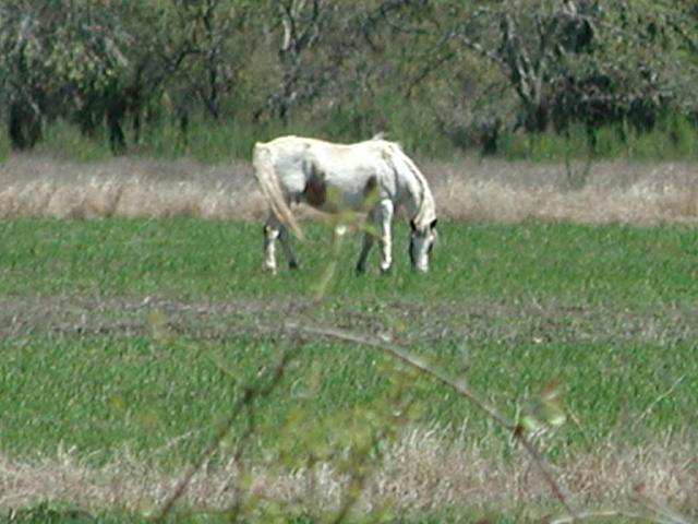 Georgetown, Texas - April 2003