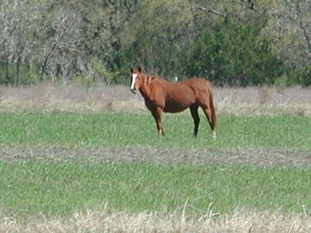 Georgetown, Texas - April 2003