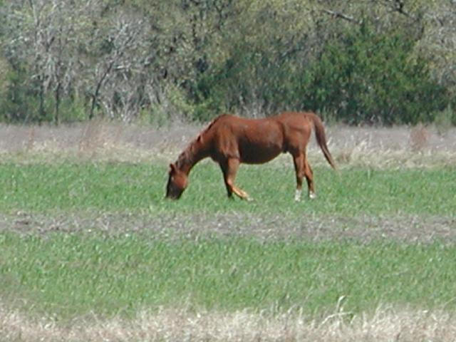 Georgetown, Texas - April 2003