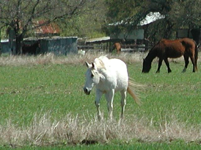 Georgetown, Texas - April 2003