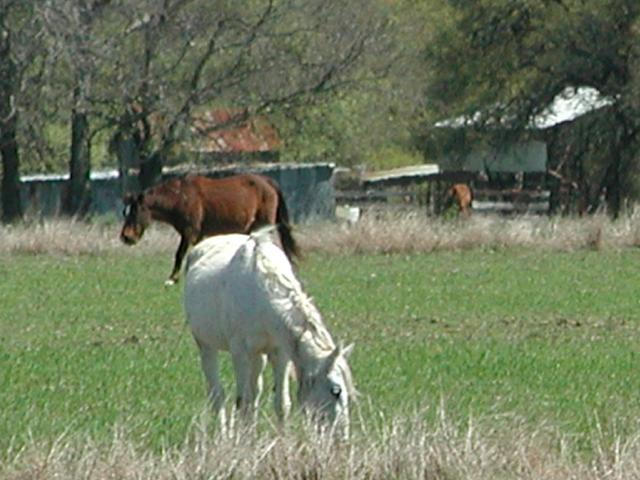 Georgetown, Texas - April 2003