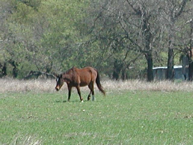 Georgetown, Texas - April 2003