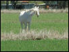 Georgetown, Texas - April 2003