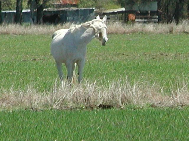 Georgetown, Texas - April 2003