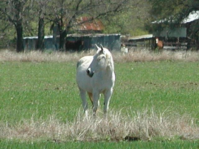 Georgetown, Texas - April 2003