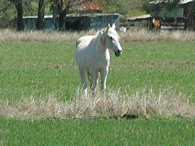 Georgetown, Texas - April 2003