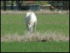 Georgetown, Texas - April 2003