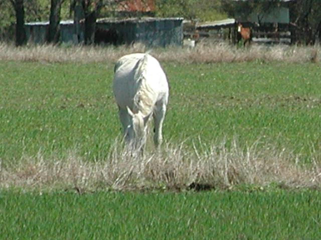 Georgetown, Texas - April 2003