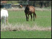 Georgetown, Texas - April 2003