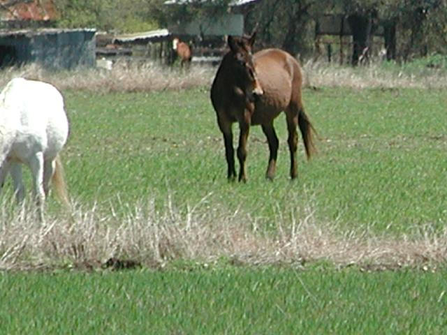 Georgetown, Texas - April 2003