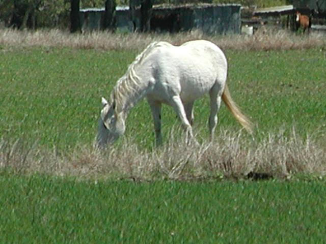 Georgetown, Texas - April 2003