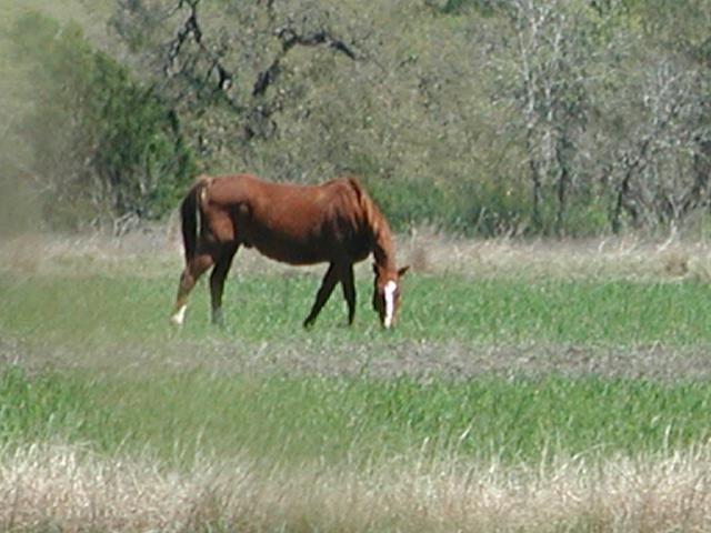 Georgetown, Texas - April 2003