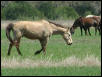 Georgetown, Texas - April 2003