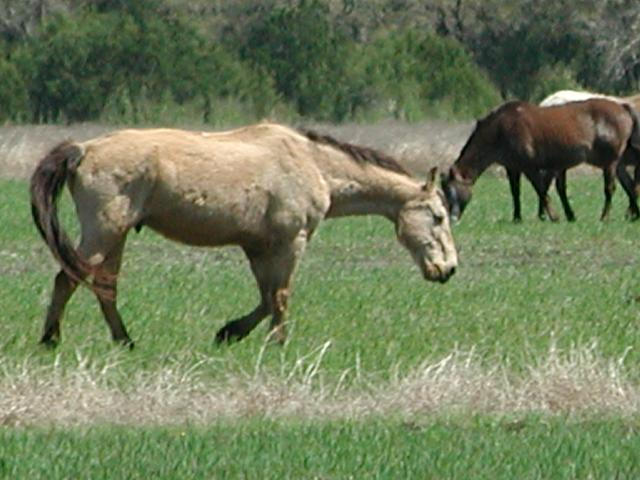 Georgetown, Texas - April 2003