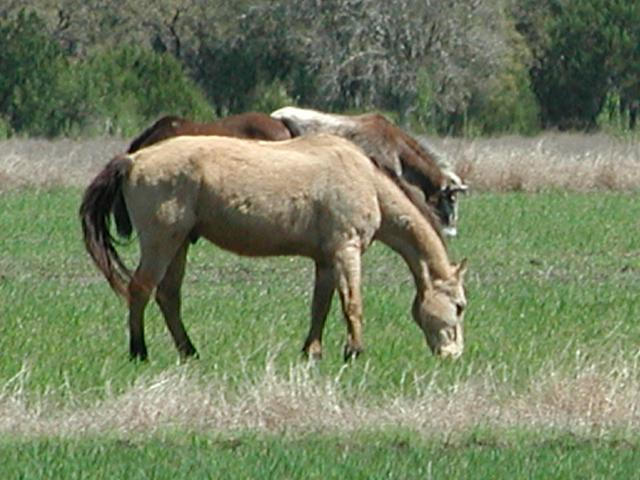 Georgetown, Texas - April 2003