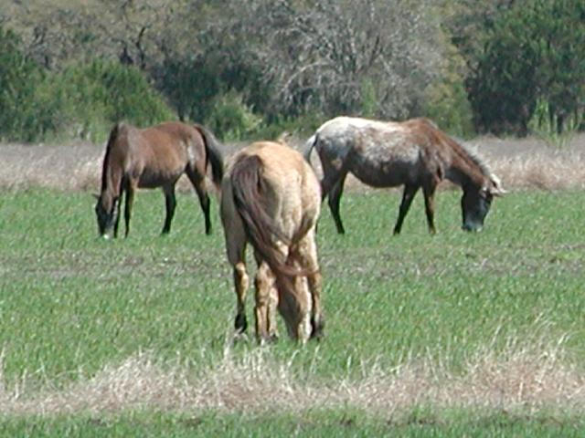Georgetown, Texas - April 2003