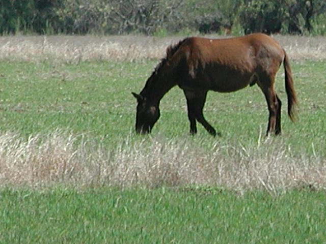 Georgetown, Texas - April 2003
