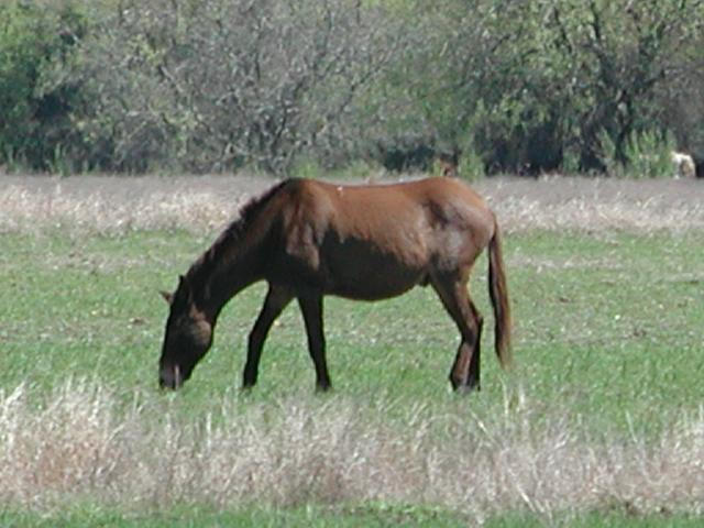 Georgetown, Texas - April 2003