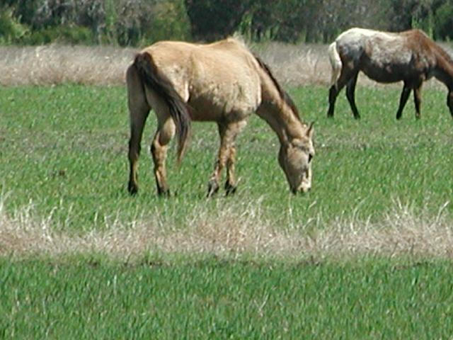 Georgetown, Texas - April 2003